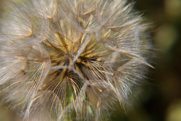 
Close-up, macro of a flower that is full of seeds. As a Close-Up, this dandelion beautifully shows how beautiful our nature is up close.