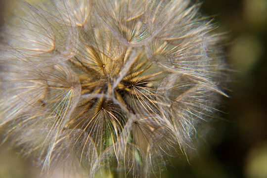 Close-up, macro of a flower that is full of seeds. As a Close-Up, this dandelion beautifully shows how beautiful our nature is up close. Goat's Beard (Tragopogon pratensis) photo