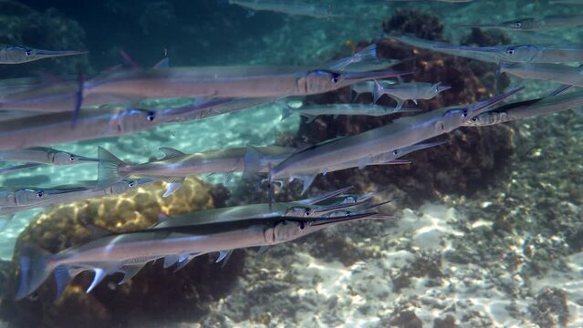 School of reef needlefish or Belonidae hunting on a coral reef. Snorkeling scuba and diving background. Underwater video of marine wild life. Group of predator fishes swimming in sun rays