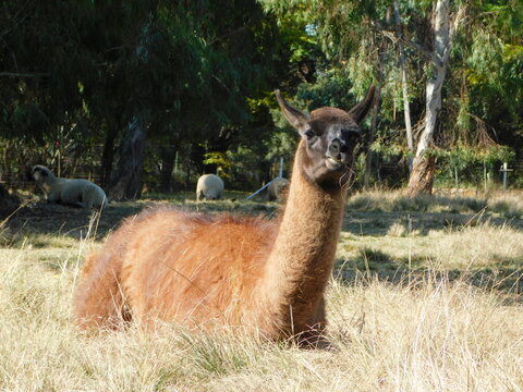 A large brown Llama with a black face lying down in a grass field, about to go to sleep in the sun under a crystal clear blue sky