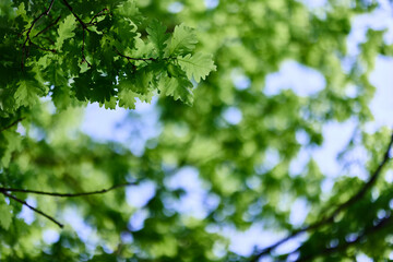 Fototapeta na wymiar Fresh green leaves of the oak tree against a sunny cloudless sky