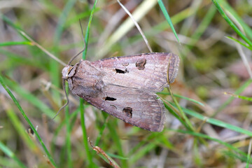 Heart and Dart Moth (Agrotis exclamationis)  is a moth of the family Noctuidae (owlet moths)....