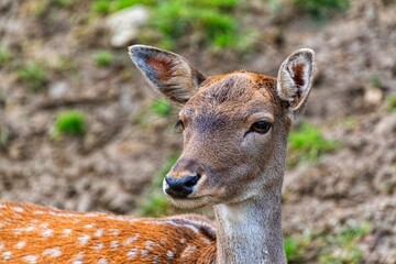 Deer