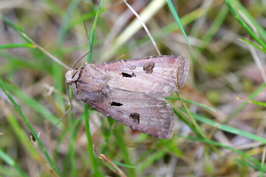 Heart and Dart Moth (Agrotis exclamationis)  is a moth of the family Noctuidae (owlet moths). Caterpillars are pests of various plants.