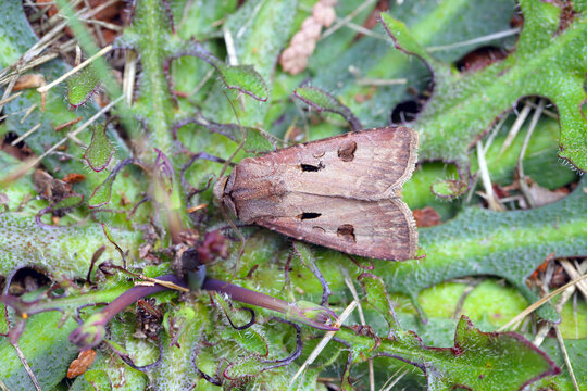 Heart and Dart Moth (Agrotis exclamationis)  is a moth of the family Noctuidae (owlet moths). Caterpillars are pests of various plants.