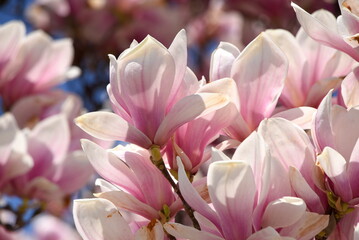 Pinke Blütenpracht eines Magnolienbaumes vor strahlend blauem Himmel

