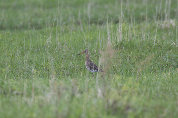 curlew bird on the field