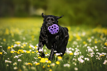 black labrador dog running with a toy ball in the park