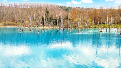 春の青い池（北海道美瑛町）