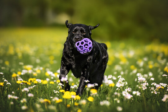 black labrador dog running with a toy ball in the park