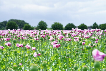a field pink poppies called blue popy for bread