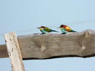 The European bee-eater (Merops apiaster) is a near passerine bird in the bee-eater family, Meropidae.