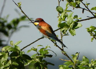 The European bee-eater (Merops apiaster) is a near passerine bird in the bee-eater family, Meropidae.
