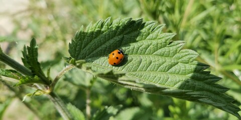 ladybug on grass