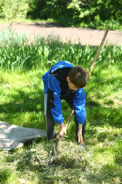 Boy helping to rake the cut grass in the yard