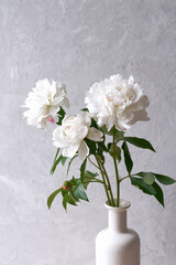 White peonies in a vase on a gray background. Close-up.