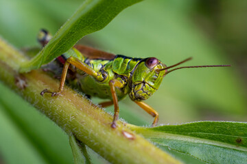 grasshopper 