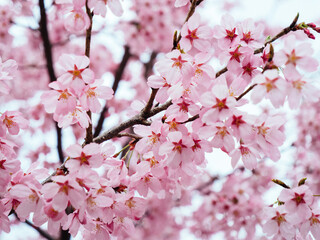 cherry blossom