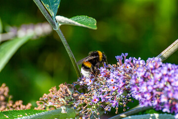 Hummel bei der Nektar suche