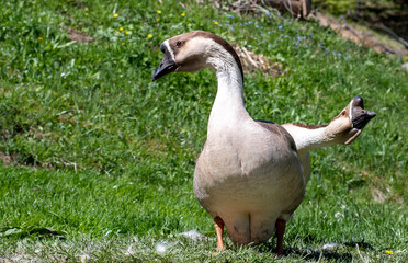 goose on the grass