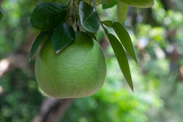 
Green Pomelo (Citrus grandis) Pomelos are the largest fruit oranges. These fruits have vitamin c and are relatively disease resistant.