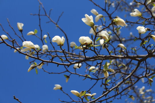 branch of a blossoming tree with sky