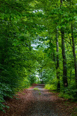 Fototapeta na wymiar A dirt road through a green deciduous forest