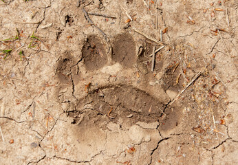 A bear trail on the ground