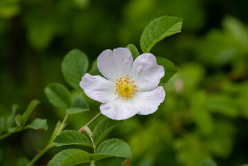 a close-up with a white Rosa canina flower