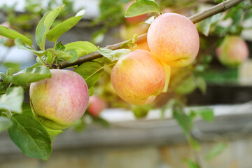 Apple branch with apples and leaves