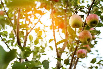 Organic apples hanging from a tree branch in an apple orchard