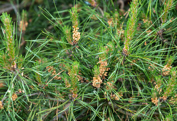 A close-up with buds and pine flowers