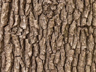Background from the bark of an old maple