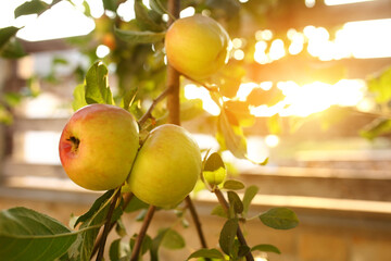 Organic apples hanging from a tree branch in an apple orchard