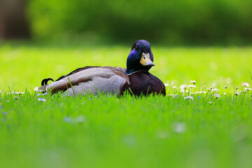 Enten erholen sich im Gras
