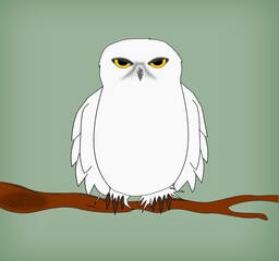 White owl