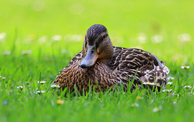 Enten erholen sich im Gras