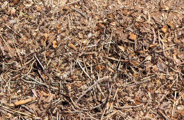 Fototapeta premium a close-up with many ants on a mound