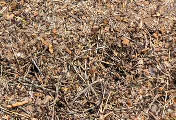 a close-up with many ants on the ground