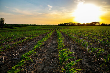 Kansas cornfield in the evening sun
