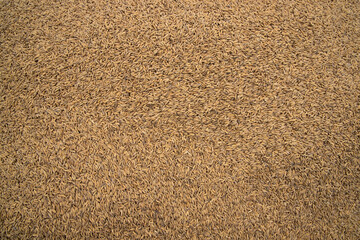 Golden Dry Paddy Texture Background natural view