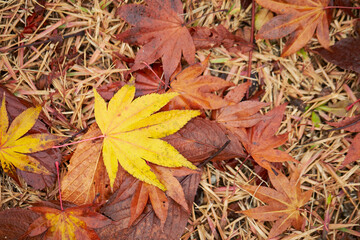 autumn leaves on the ground