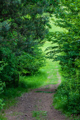 Landscape with a dirt road coming out of the forest