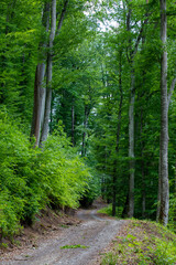 A dirt road through a green deciduous forest