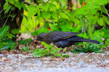 Amsel im Gras