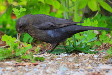 Amsel im Gras