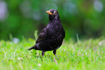 Amsel im Gras