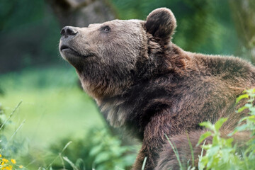 portrait of a brown bear 