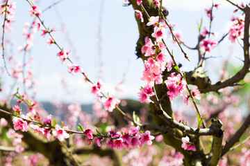 blossoming peach flowers in the garden in spring