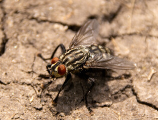 Insect Fly on the Ground with Water Bubble in Her Mouth Macrophotography